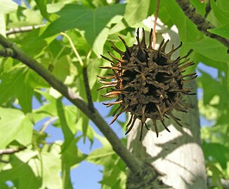 Liquidambar styraciflua Infrutescencia del año anterior