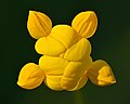 71 Lotus corniculatus infloerscence - Keila uploaded by Iifar, nominated by Iifar,  19,  0,  0