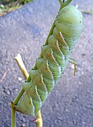 caterpillar