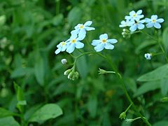 Exemple de cyme unipare scorpioïde : myosotis scorpioides