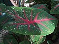 Caladium bicolor.