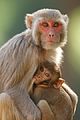 Mother Rhesus macaque with her baby