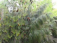 Elegia capensis stand