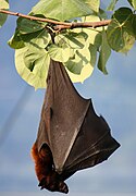 Pteropus vampyrus