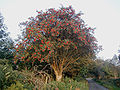 Image 36Rowan tree in Wicklow, Ireland (from List of trees of Great Britain and Ireland)