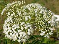 Hoa của Sambucus canadensis.