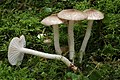 Hygrophorus pustulatus