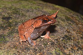 Kolmikärkikonna (Megophrys nasuta)