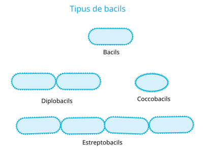 Tipus de bacil