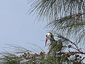 Gambia