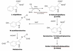 Vía biosintética de la serotonina y la melatonina.png