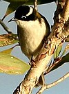 White-throated honeyeater