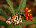 A female monarch laying eggs