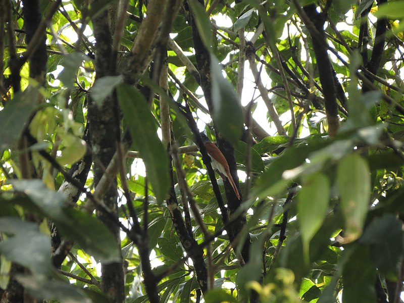 File:Asian paradise flycatcher111.JPG