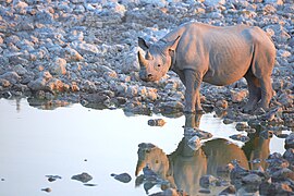 Black Rhinoceros During Sunset 2019-07-23.jpg