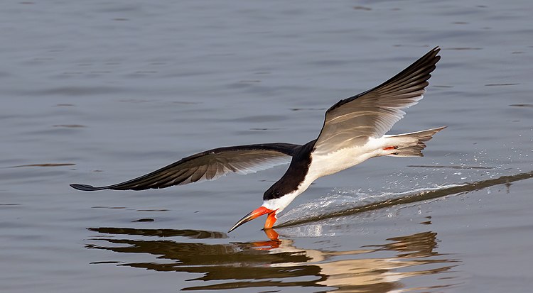 Чёрный водорез (Rynchops niger) ловит рыбу