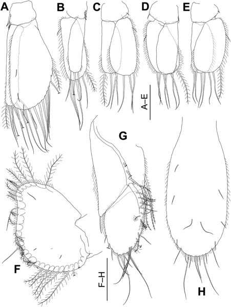 File:Cruranthura viridis (10.12782-specdiv.29.65) Figure 4.png