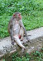 Female Rhesus macaque in Galtaji, Jaipur, Rajasthan