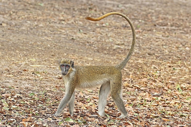 File:Green monkey (Chlorocebus sabaeus) male.jpg