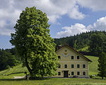 Linde beim Gasthaus Hochlehen