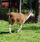 Artikel: Lama