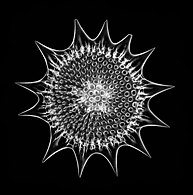 An elaborate mineral skeleton of a radiolarian made of silica.