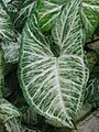 Caladium bicolor.