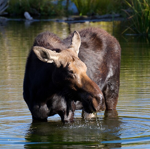 File:Moose in Grand Teton National Park 5 (8045137631).jpg