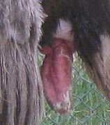 Ostrich penis.JPG