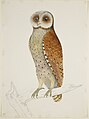 Oriental bay owl (Phodilus badius)