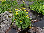 C. palustris ssp. laeta (Schott) Nyman & Kotschy