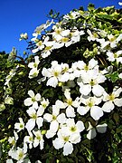 Clematis montana