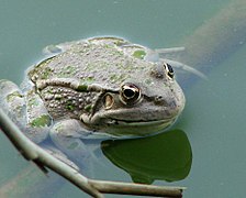 Frog in water