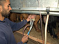 Traite de chèvres en salle de traite dans un élevage bio, Israël, 2009; pose par l'arrière