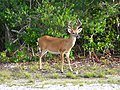 Image 30Key deer in the lower Florida Keys (from Geography of Florida)