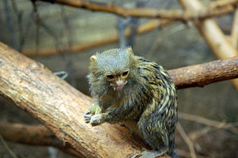 A pygmy marmoset