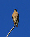 Red-shouldered hawk, Florida sub-species.