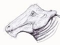 Styracocephalus