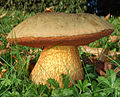 Boletus luridus