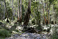 Australian Bush, Victoria