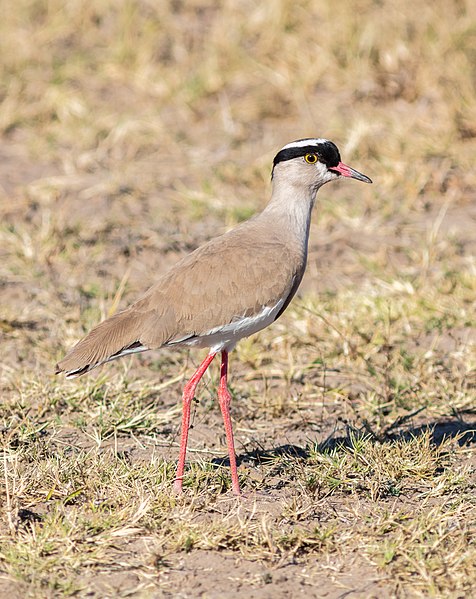 File:Avefría coronada (Vanellus coronatus), Santuario de Rinocerontes Khama, Botsuana, 2018-08-02, DD 22.jpg