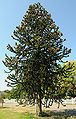 Araucaria araucana