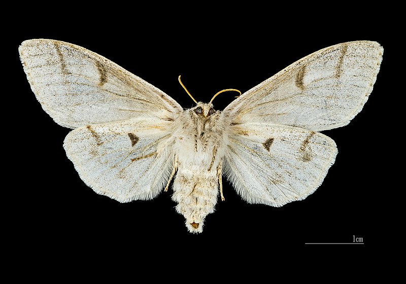 File:Calliteara pudibunda MHNT.CUT.2012.0.356 female Gières.Ventre.jpg