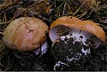 !Cortinarius arcuatorum!