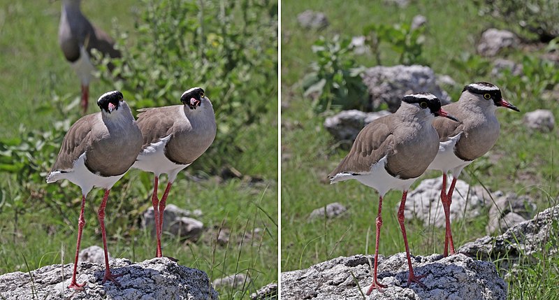 File:Crowned lapwings (Vanellus coronatus) composite.jpg