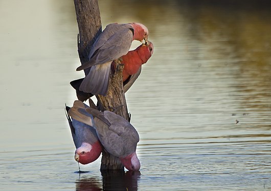 Galahs House pond, Bowra Wildlife Reserve Photograph: Weldon.r.thompson