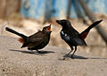 Male feeding juvenile; Parli, Maharashtra, India