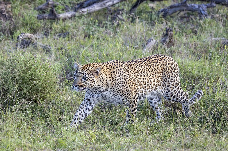 File:Leopard (Panthera pardus pardus) Kruger 2.jpg