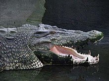 Pangil Crocodile Park Davao City.jpg