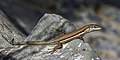 12 Troodos lizard (Phoenicolacerta troodica) uploaded by Charlesjsharp, nominated by Charlesjsharp,  13,  1,  0